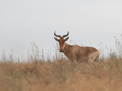 Coke's Hartebeest / Coke's Hartenbeest / Alcelaphus buselaphus cokei