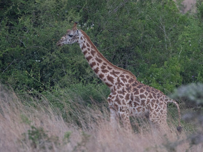 Masai giraffe / Masaigiraffe / Giraffa tippelskirchi