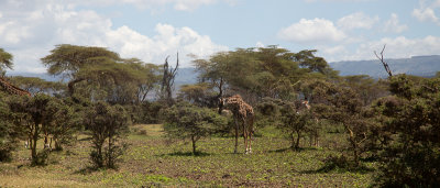 Masai giraffe / Masaigiraffe / Giraffa tippelskirchi