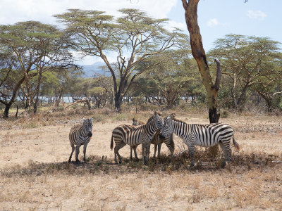 Plains zebra / Steppezebra / Equus quagga