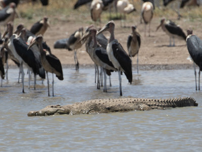 Nile crocodile / Nijlkrokodil / Crocodylus niloticus
