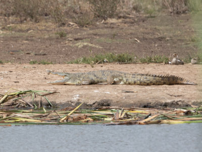 Nile crocodile / Nijlkrokodil / Crocodylus niloticus