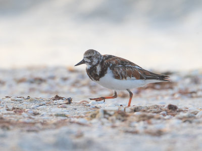 Ruddy Turnstone / Steenloper / Arenaria interpres