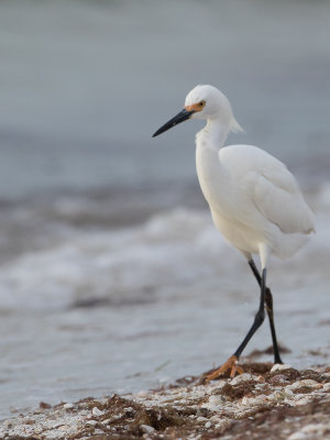 Snowy Egret / Amerikaanse kleine zilverreiger / Egretta thula