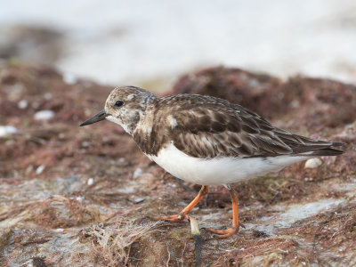 Ruddy Turnstone / Steenloper / Arenaria interpres