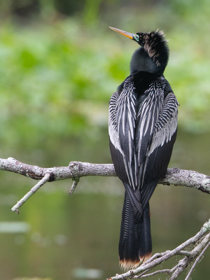 Anhinga / Amerikaanse slangenhalsvogel / Anhinga anhinga