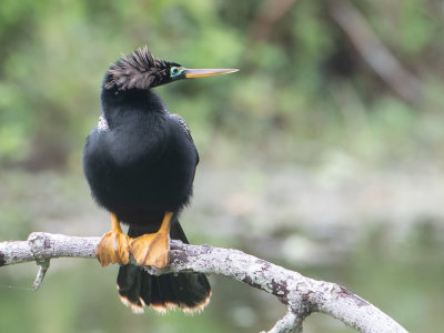 Anhinga / Amerikaanse slangenhalsvogel / Anhinga anhinga