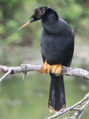 Anhinga / Amerikaanse slangenhalsvogel / Anhinga anhinga