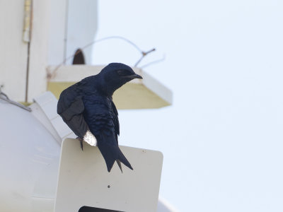 Purple Swallow / Purperzwaluw / Progne subis