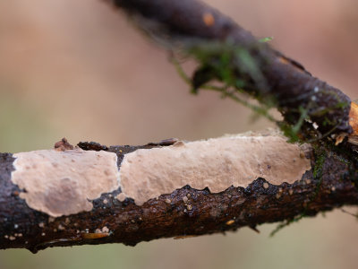 Amylostereum chailletii / Sparrenkorstzwam