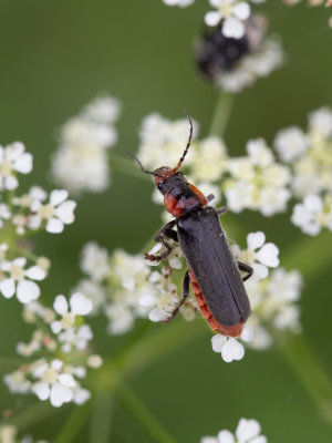 Cantharis fusca / Zwartpootsoldaatje