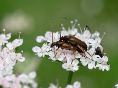 Geelpoot-smalboktor / Alosterna tabacicolor