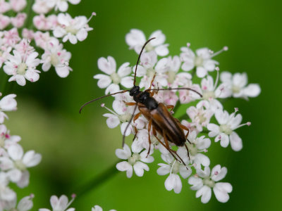 Geelpoot-smalboktor / Alosterna tabacicolor