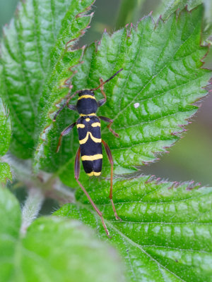 Kleine wespenboktor / Wasp Beetle / Clytus arietis