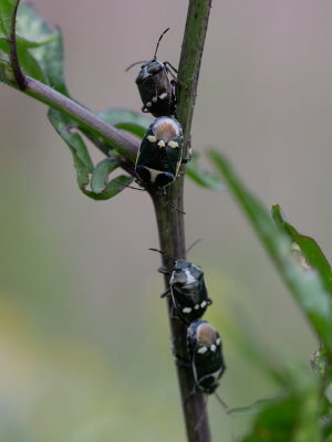 Koolschildwants / Eurydema oleracea