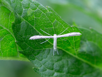 Dwergvedermot / Adaina microdactyla