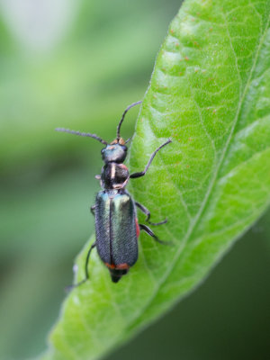 Bastaardweekschildkevers / Makachiidae