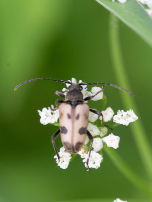 Korte smalboktor / Pachytodes cerambyciformis