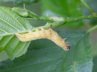 Variabele voorjaarsuil / Clouded Drab / Orthosia incerta