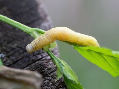 Variabele voorjaarsuil / Clouded Drab / Orthosia incerta