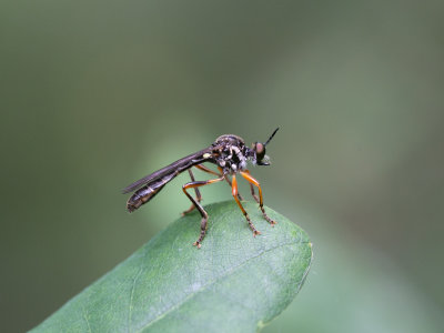 Gewone bladjager / Dioctria hyalipennis
