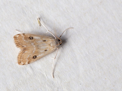 Krabbenscheermot / Ringed China-mark / Parapoynx stratiotata
