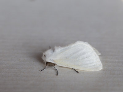 Satijnvlinder / White Satin Moth / Leucoma salicis