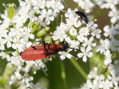 Roodschildkevers / Lycidae