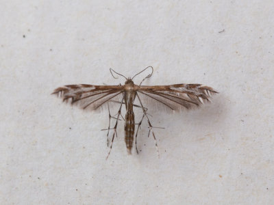 Zonnedauwvedermot / Buckleria paludum 