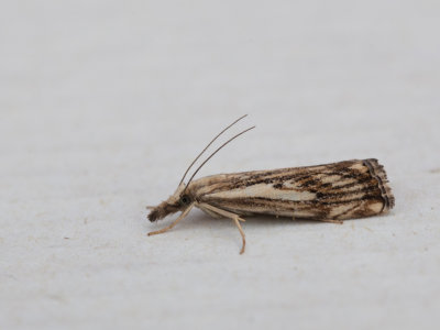 Drietandvlakjesmot / Catoptria falsella 