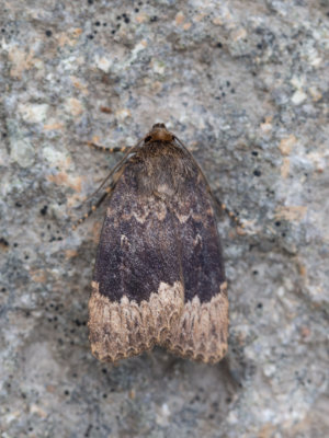 Grote piramidevlinder / Amphipyra perflua