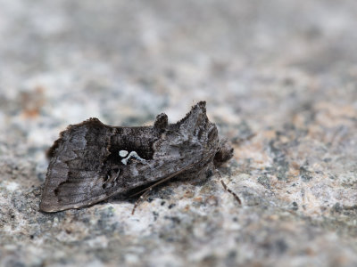 Donkere jota-uil / Beautiful Golden Y / Autographa pulchrina