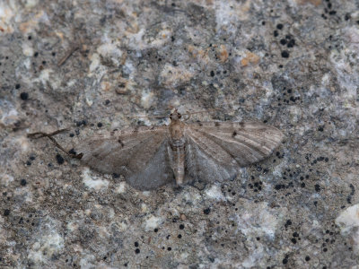 Egale dwergspanner / Wormwood Pug / Eupithecia absinthiata