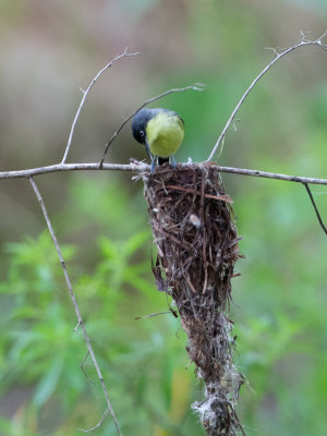 Common Tody-Flycatcher / Geelbuikschoffelsnavel / Todirostrum cinereum