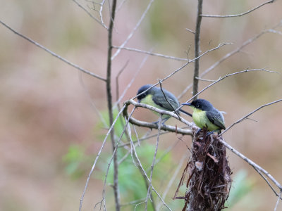 Common Tody-Flycatcher / Geelbuikschoffelsnavel / Todirostrum cinereum