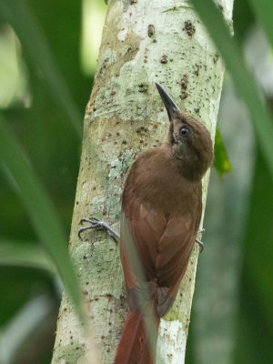 Plain-brown Woodcreeper / Grijswangmuisspecht / Dendrocincla fuliginosa