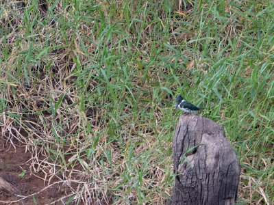 Amazon Kingfisher / Amazoneijsvogel / Chloroceryle amazona