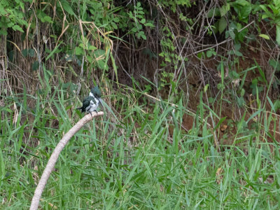 Amazon Kingfisher / Amazoneijsvogel / Chloroceryle amazona