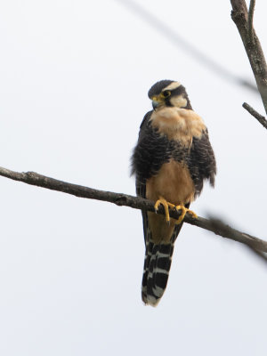 Aplomado Falcon / Aplomadovalk / Falco femoralis