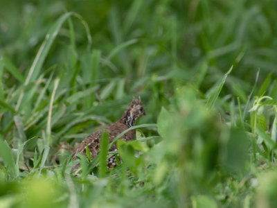 Crested bobwhite / Kuifbobwhite / Colinus cristatus