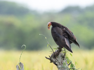 Lesser Yellow-headed Vulture / Kleine geelkopgier / Cathartes burrovianus