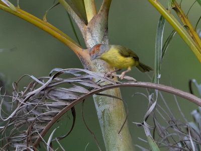 Rufous-browed Peppershrike / Roodbrauwpeperklauwier / Cyclarhis gujanensis