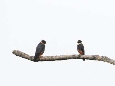 Bat Falcon / Vleermuisvalk / Falco rufigularis