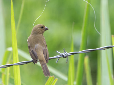 Yellow-bellied Seedeater / Geelbuikdikbekje / Sporophila nigricollis