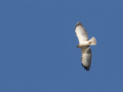 Short-tailed Hawk / Kortstaartbuizerd / Buteo brachyurus