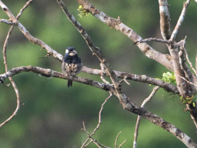 Black-breasted Puffbird / Zwartborstbaardkoekoek / Notharchus pectoralis