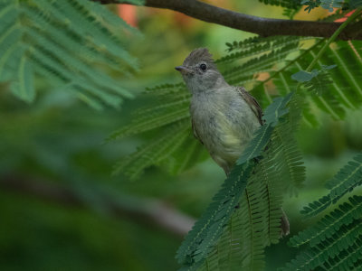 Yellow-bellied Elaenia / Geelbuikelenia / Elaenia flavogaster