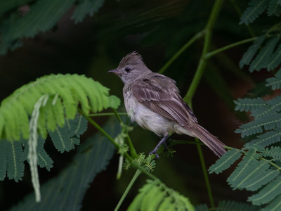 Yellow-bellied Elaenia / Geelbuikelenia / Elaenia flavogaster