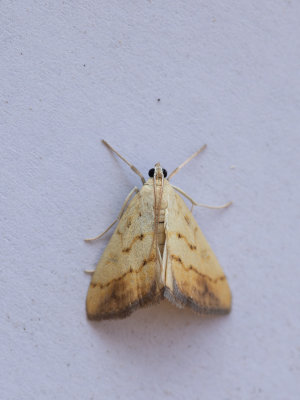 Aangebrande valkmot / Evergestis extimalis