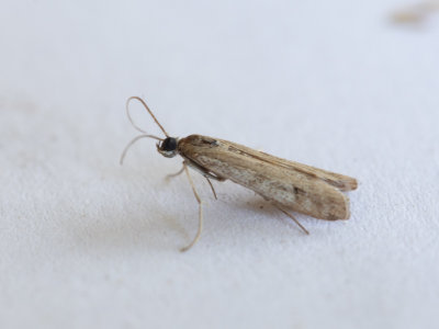 Grootvlekheidemot / Phycitodes albatella
